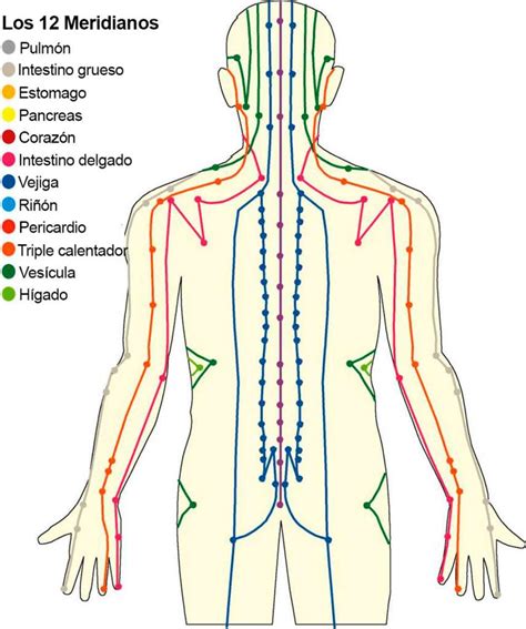 Ilustración de los meridianos energéticos del cuerpo humano