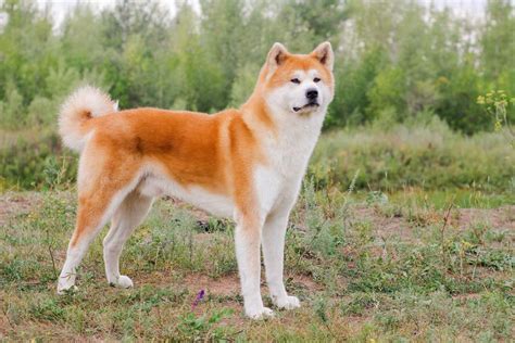 Variedad de colores del pelaje del Akita Inu