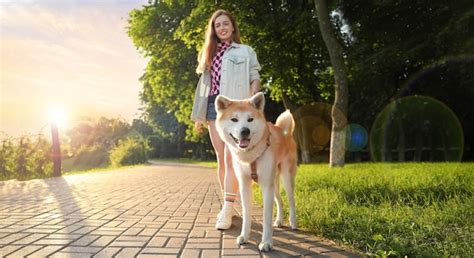 Akita Inu paseando en un parque