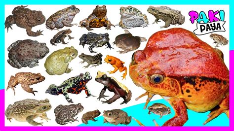 Ilustración de diferentes tipos de sapos de Naruto