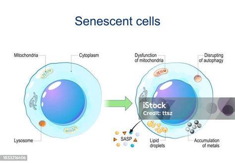 Ilustración de la habilidad Senescencia de Baraggan
