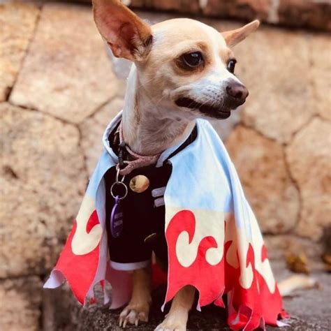 Mascotas con disfraces de Kimetsu no Yaiba