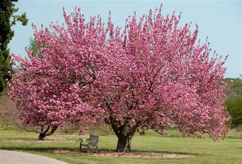 Representación gráfica de un árbol de cerezo en flor