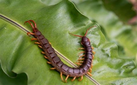 Un Ciempiés de Lomo Violeta y Garras Amarillas