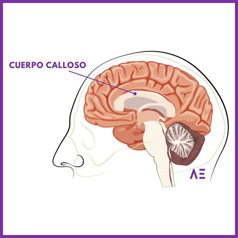 Diagrama de la comunicación interhemisférica a través del cuerpo calloso