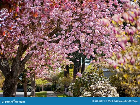 Flor de cerezo en primavera
