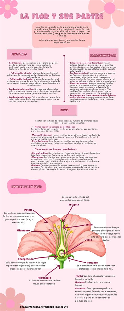 Representación de la Flor de Nadaline
