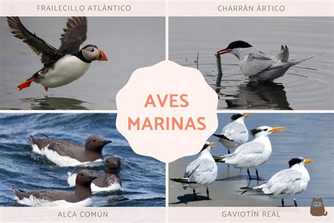 Aceite estomacal de aves marinas
