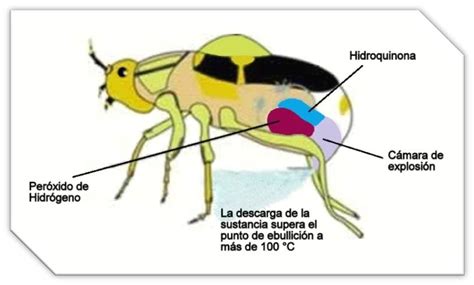 Mecanismo de defensa del escarabajo bombardero