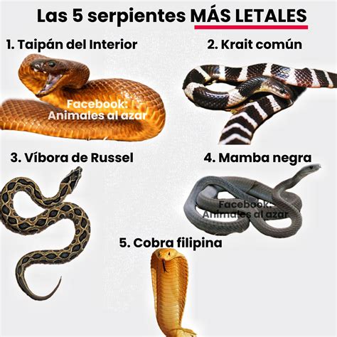 Magellan atacando a los prisioneros con su veneno