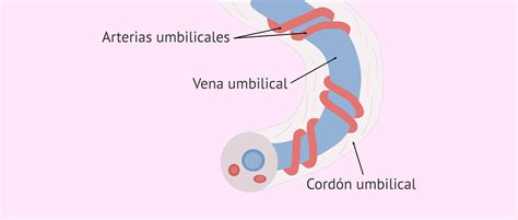 Anatomía de la placenta y el cordón umbilical