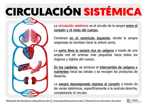 Diagrama del sistema de circulación de chakra en Naruto
