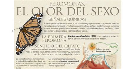 Representación de feromonas de alfa superior