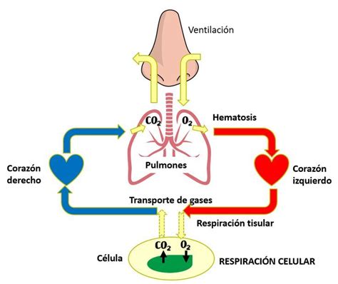 Ilustración de los cinco estilos de respiración fundamentales derivados de la Respiración Solar