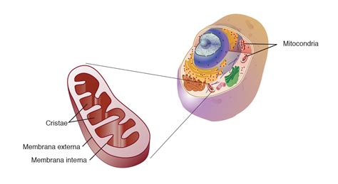 Diagrama de una célula humana mostrando mitocondrias
