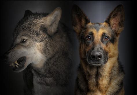 Dante y Logan luchando contra un hombre lobo y un perro mutante