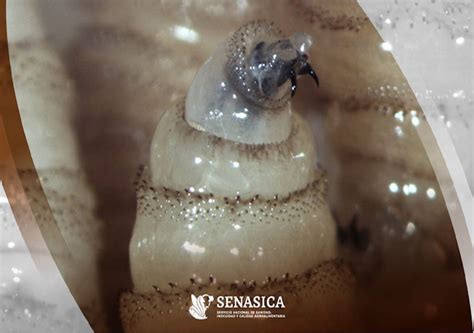 Baby en su forma larval