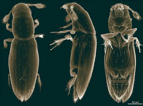 Microfotografía del Scydosella musawasensis