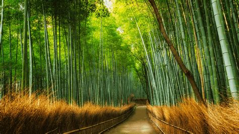 El icónico Bosque de bambú de Arashiyama