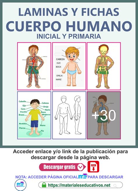 lámina del cuerpo humano para niños