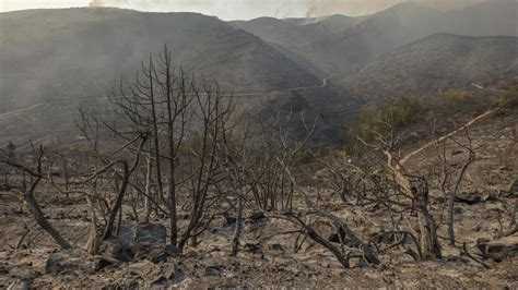 Ilustración de Onigumo siendo quemado y arrojado a un barranco