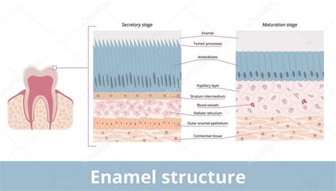 Diagrama de capas del esmalte dental