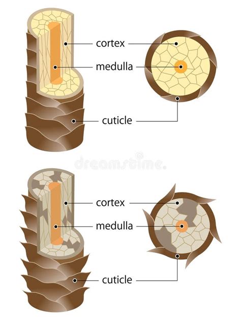 Estructura del cabello y cutícula abierta y cerrada
