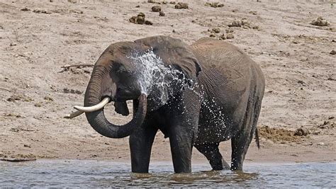 Elefante usando su trompa