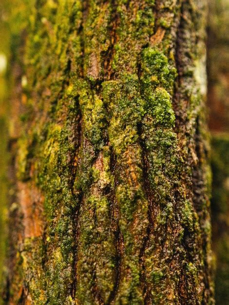 Tronco de árbol con musgo