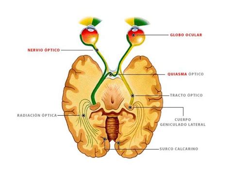 Diagrama del cerebro y nervios ópticos mostrando la activación del Sharingan