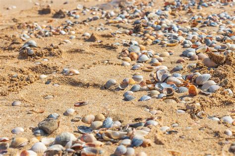 Detalle de arena y conchas en una playa tropical