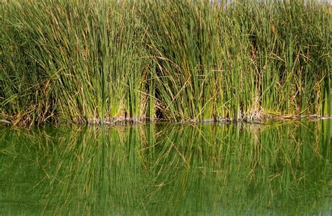 Fotografía de un río tranquilo con juncos y cañas.
