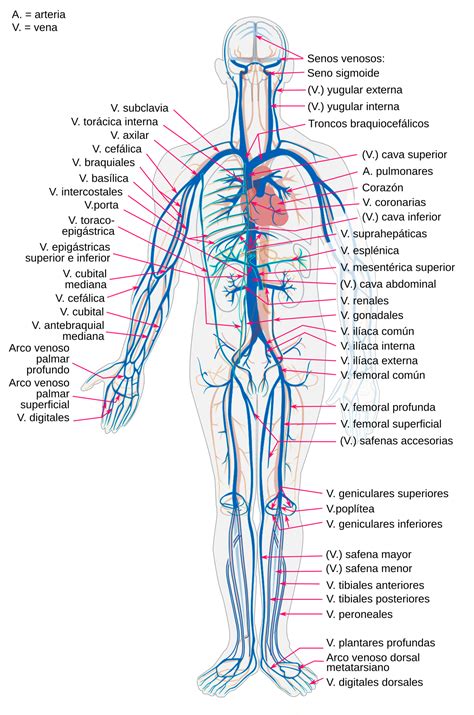 Diagrama del sistema de venas profundas en el cuerpo humano