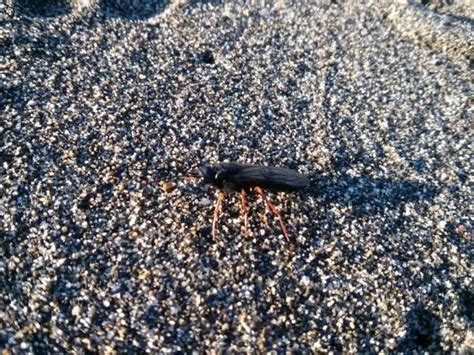 Natsu y Gray distraídos por un insecto en la playa