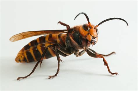 Ilustración del avispón gigante japonés (Vespa mandarinia japonica)
