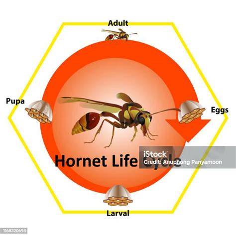 Diagrama del ciclo de vida y alimentación del avispón gigante japonés