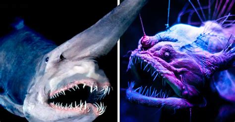 Criaturas marinas de las profundidades