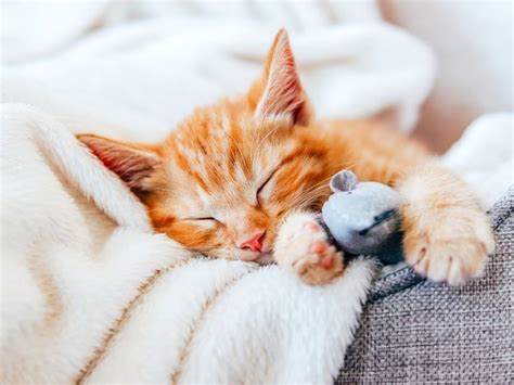Un gato durmiendo acurrucado
