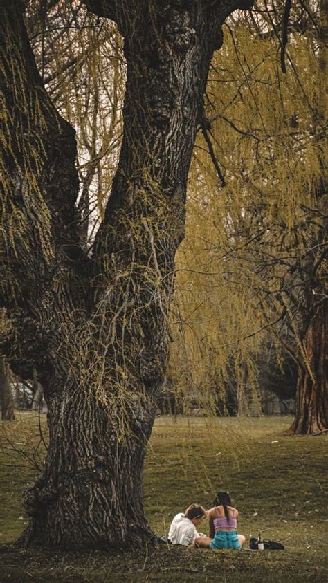 Pareja disfrutando de un picnic bajo un árbol