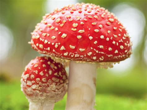 Hongo Amanita Muscaria