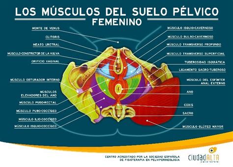 Infografía sobre la anatomía del suelo pélvico femenino