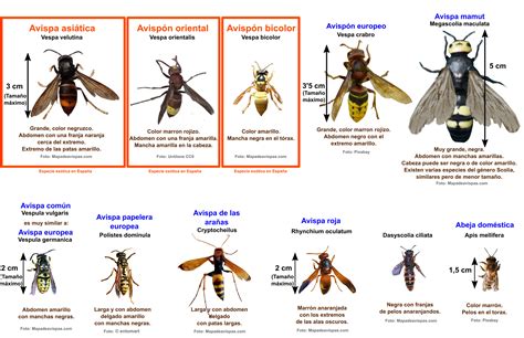 Representación de los pseudoapóstoles tipo avispa