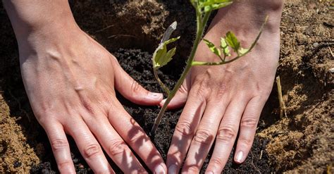 Primer plano de manos plantando una pequeña plántula en tierra fértil