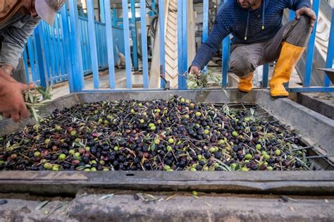 Máquina antigua para rellenar aceitunas