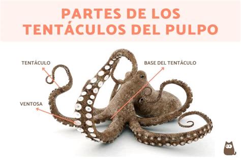Ilustración de los tentáculos del Demonio Pulpo