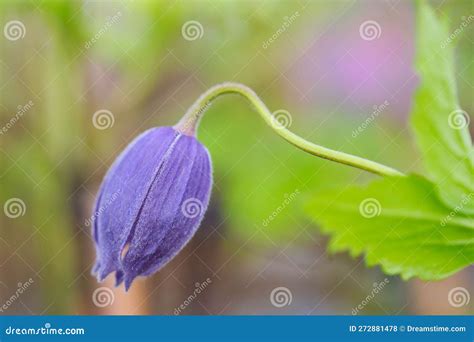 Shinju con flor cerrada