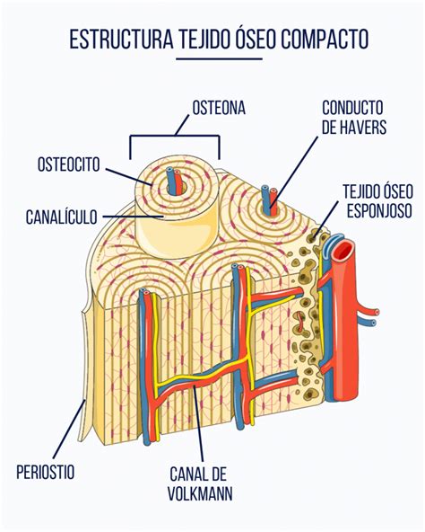 Estructura ósea del Susanoo en Fase 1