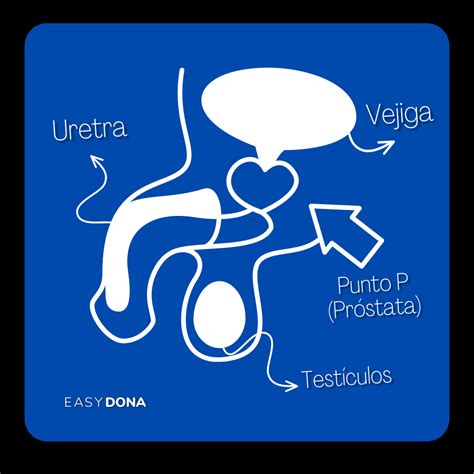 Ilustración anatómica del punto P (próstata) en hombres
