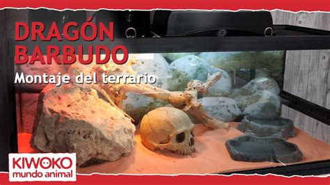 Ejemplo de terrario para dragón barbudo