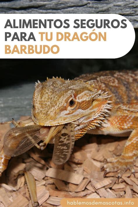Variedad de alimentos para dragón barbudo